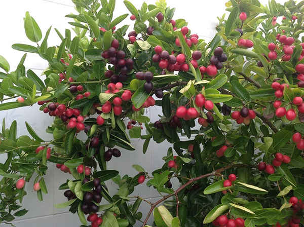 CÂY GIỐNG CÂY SIRO, CAM KẾT GIỐNG CHUẨN F1