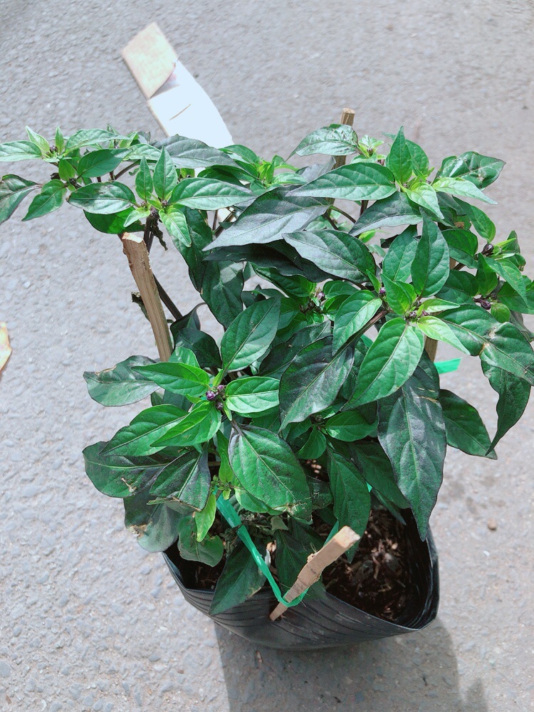 Bụi Ớt Tím