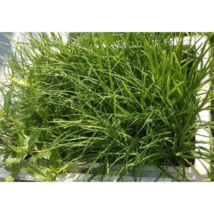 100 Hạt Giống Rau Hẹ Ta