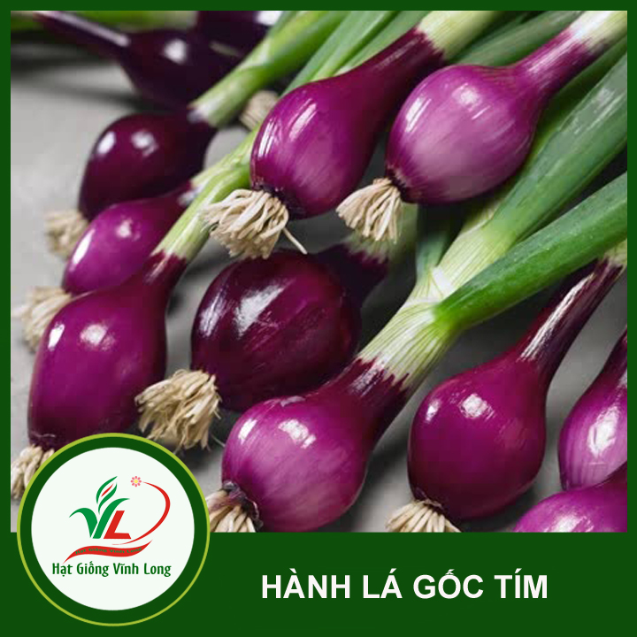 Hạt giống Hành lá gốc tím RĐ 938 - 2g