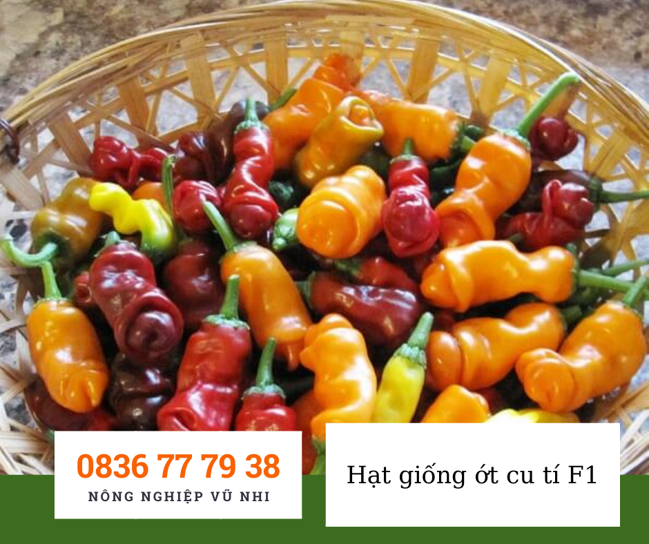 Hạt giống ớt cu tí F1 - hatgiong24h ( giống chuẩn, khách phản hồi tốt)