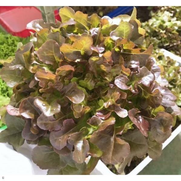 Hạt giống xà lách sồi đỏ Oakleaf - gói 2 gram