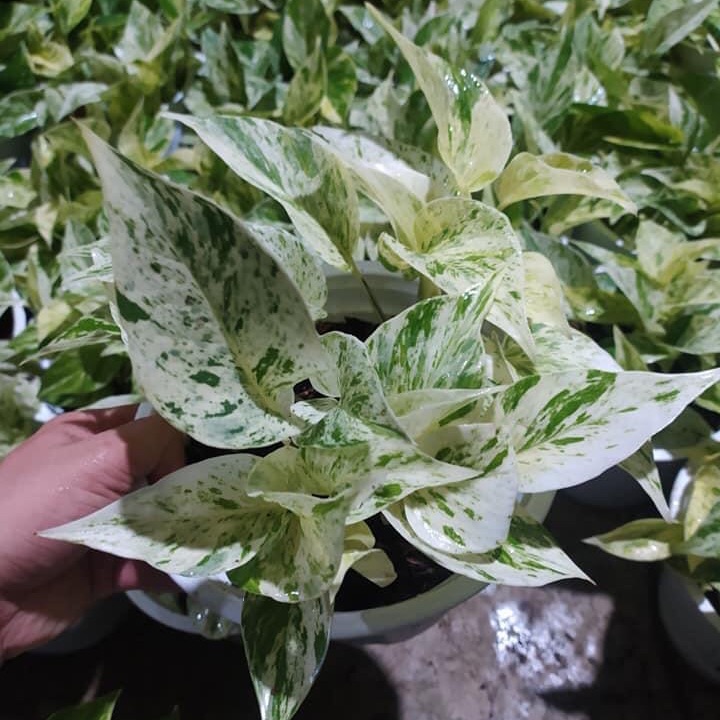 Trầu bà sữa + tặng phân bón cho cây