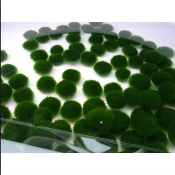 Hủ tiểu cảnh tảo cầu may mắn marimo cặp mèo và Marimo