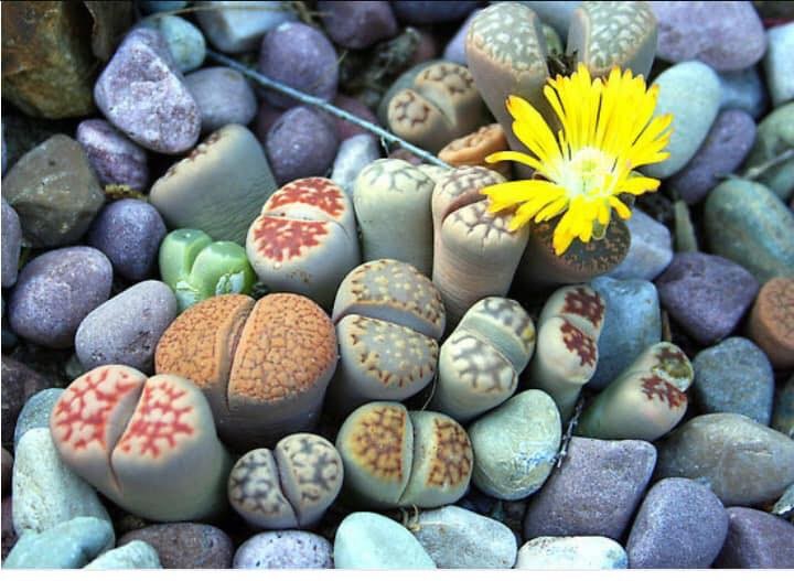 Mixed Live Stone (Lapis Lazuli) Seeds – 15 Seeds
