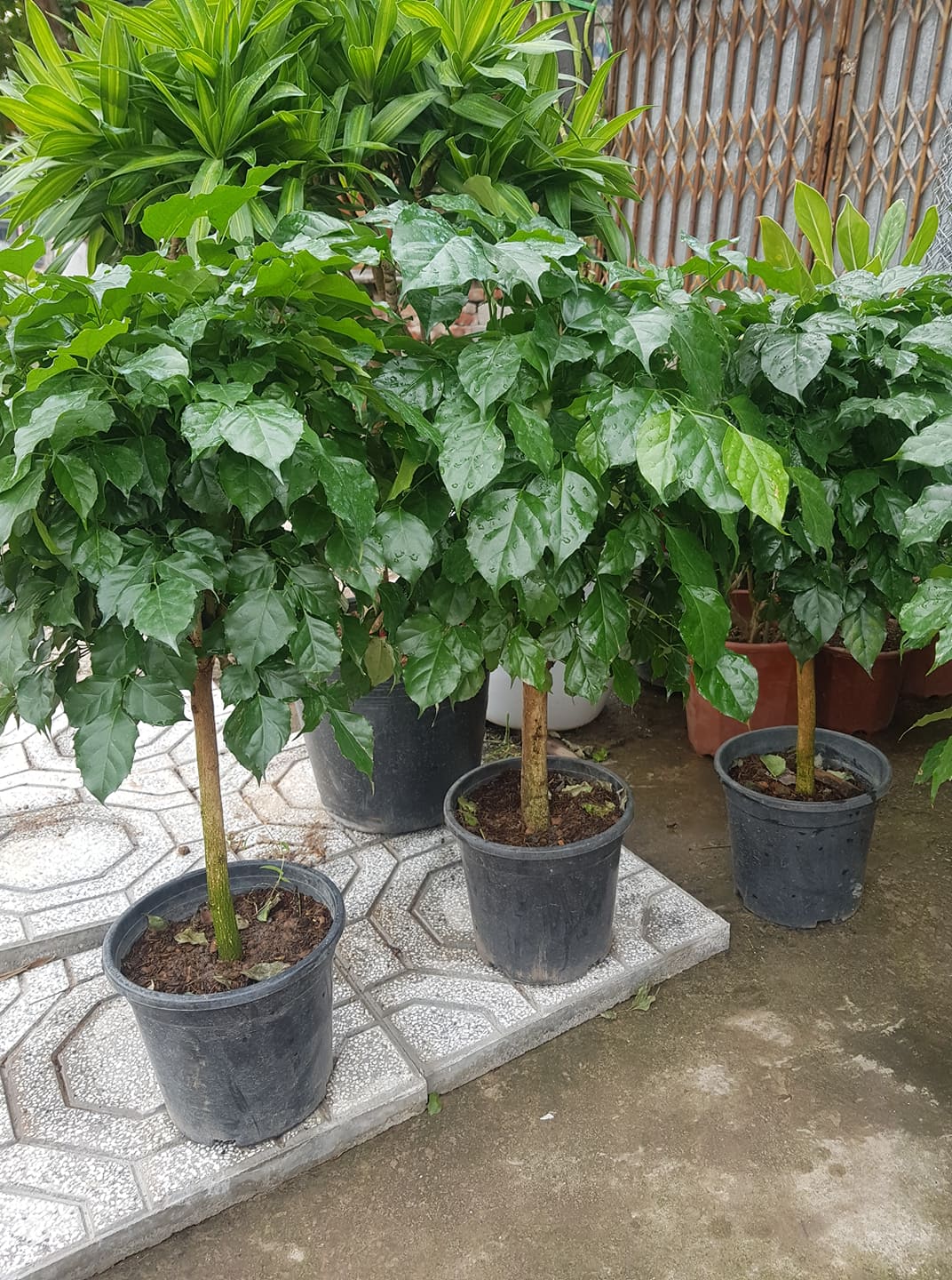 Cây Hạnh Phúc
