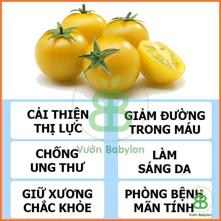 Hạt Giống Cà Chua Bi Lùn Vàng Sai Trái