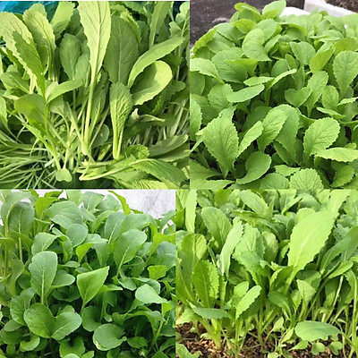 Hạt giống cải xanh ăn non