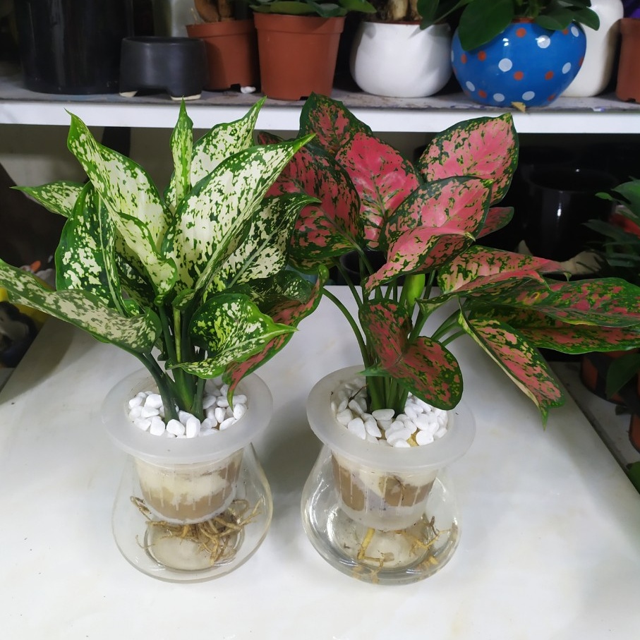 Ngọc Ngân Vạn Lộc Thủy Sinh