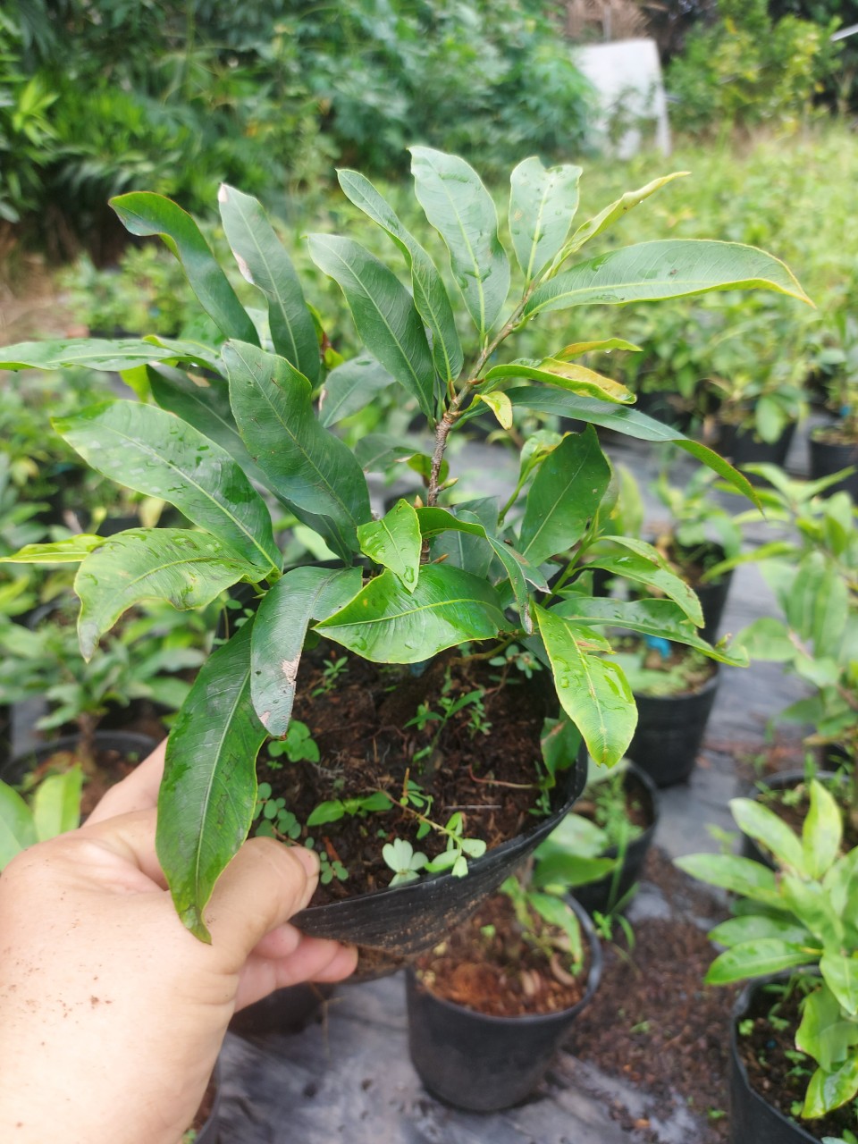 Mai Vàng Bonsai Mini (Giống Giảo Thủ Đức)