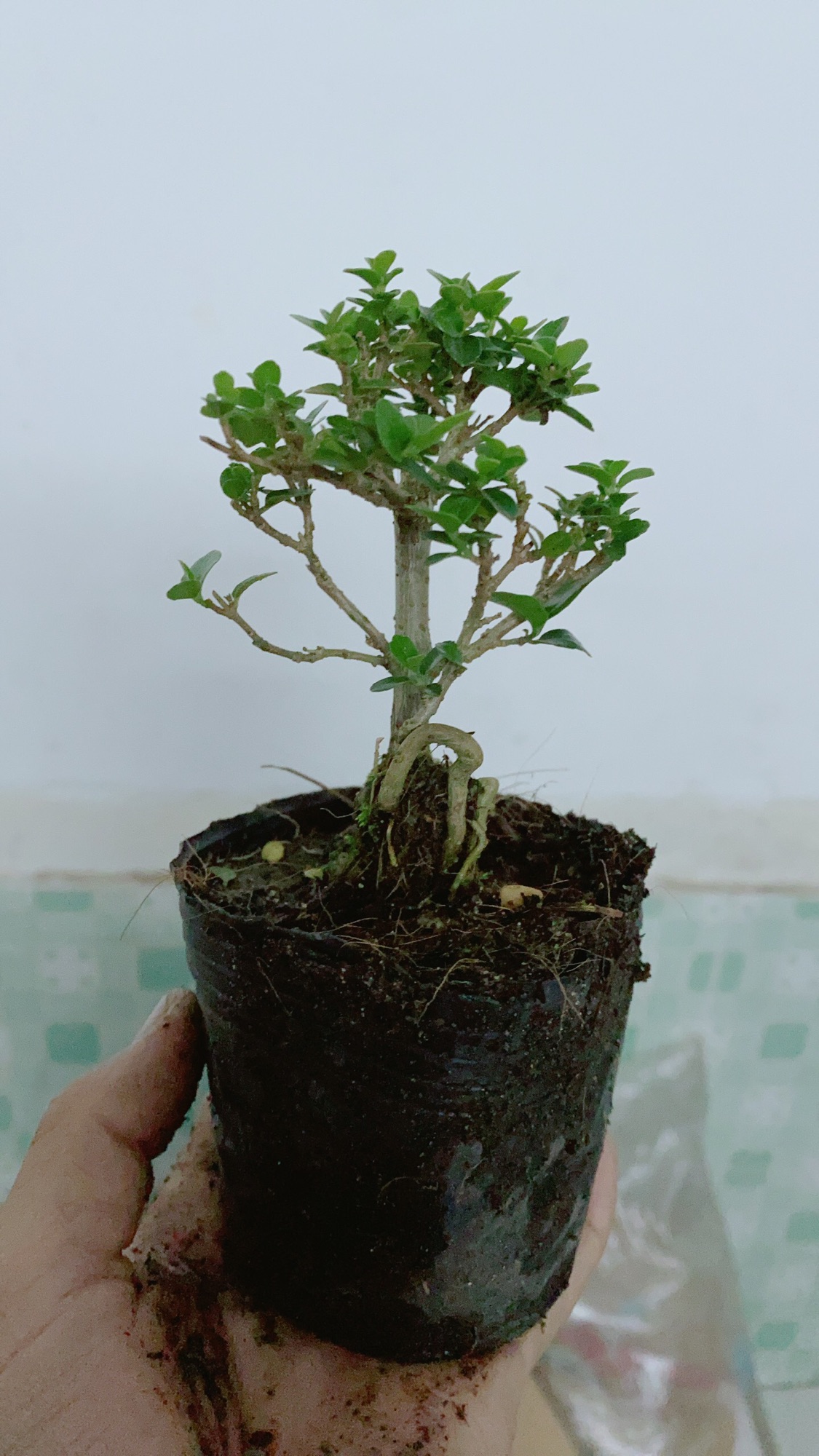 [HCM]Cây Sam Hương Bonsai Mini