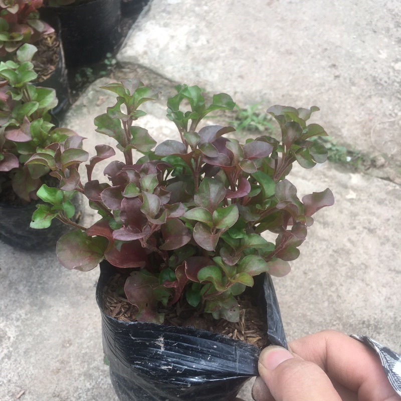 Cây Diệu Đỏ (Điệu Kỷ Đỏ) 