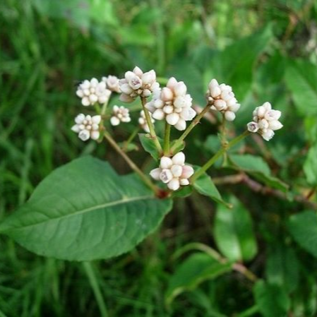 Cây Thồm Lồm Ăn Tai -lz
