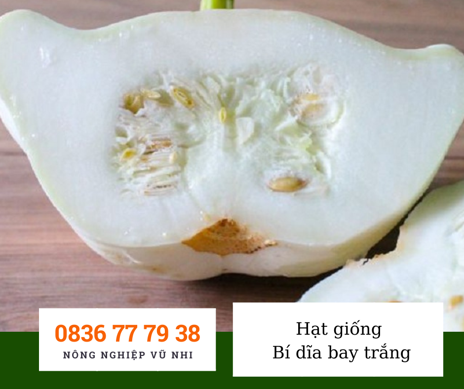 Hạt giống bí dĩa bay trắng - hatgiong24h