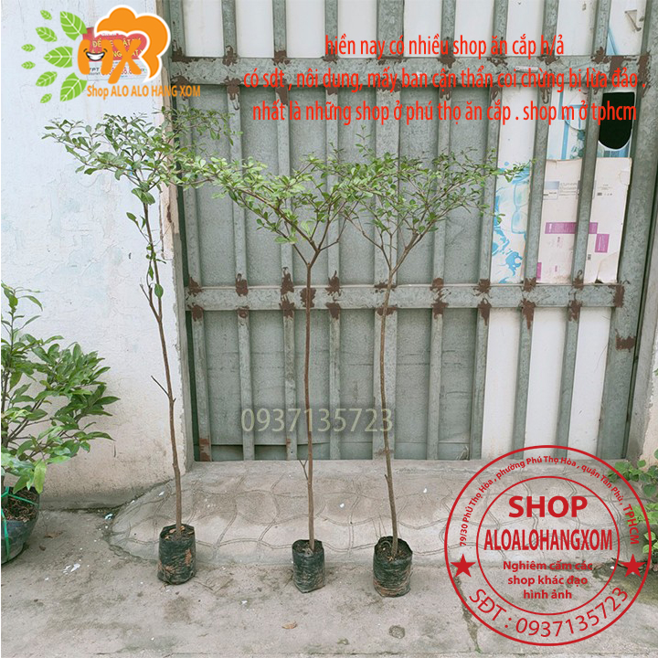[HCM]cây bàng đài loan cao từ 70-90 cm ( combo 3 cây )