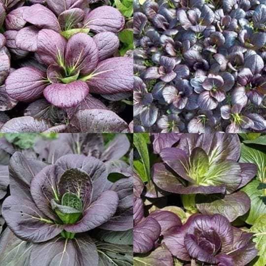 Hạt giống cải thìa Pakchoi tím nhập khẩu
