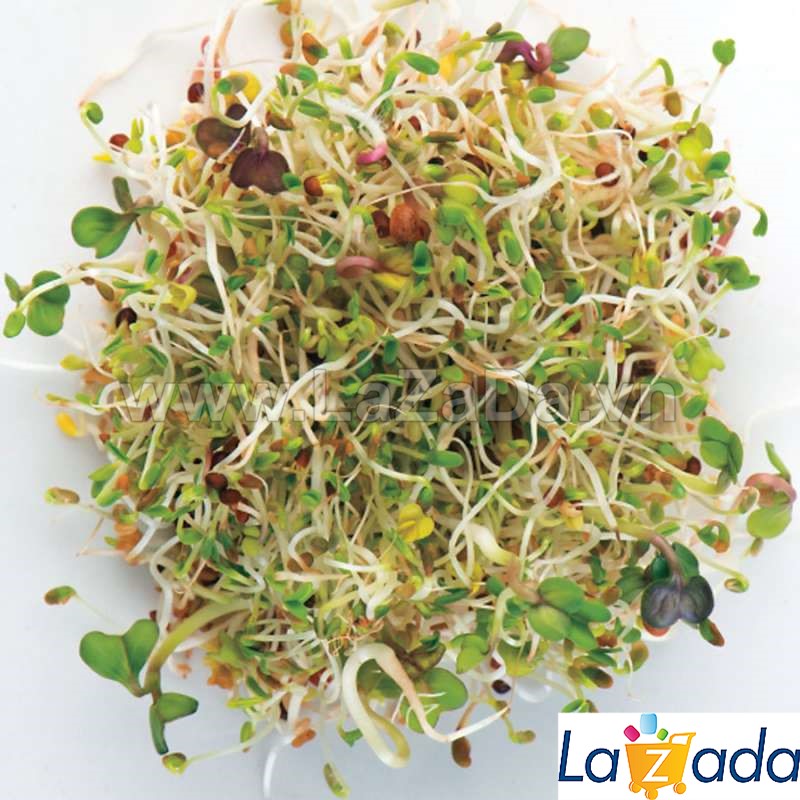 1kg hạt giống rau mầm mix đủ loại
