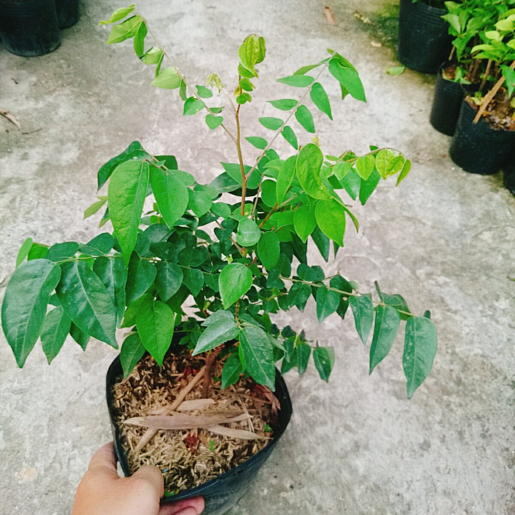 Cây Khế Ngọt - cây ăn quả