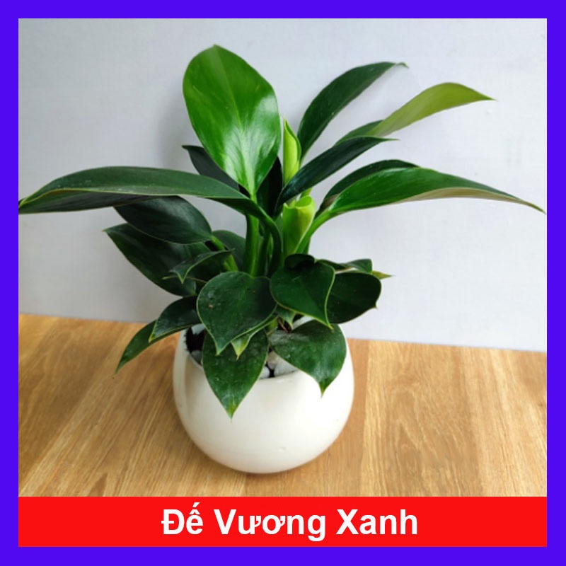 Trầu Bà Đế Vương Xanh - cây cảnh để bàn + tặng phân bón cho cây mau lớn