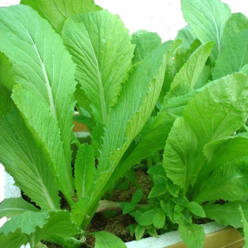 [Hạt giống rau Cải bẹ xanh mỡ - Gói 20gr