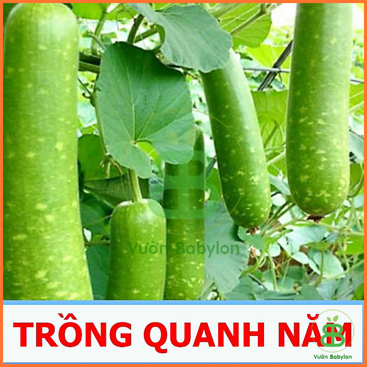 Hạt Giống Bầu Lai 2G Quả Dài, Siêu Trái