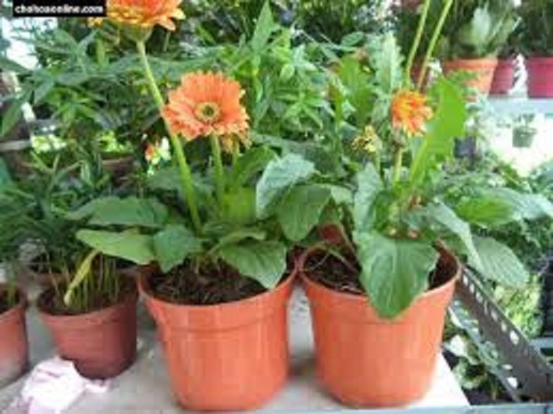 Chậu hoa đồng tiền hà lan cánh kép đủ màu siêu đẹp + tặng 2 cây quế giống