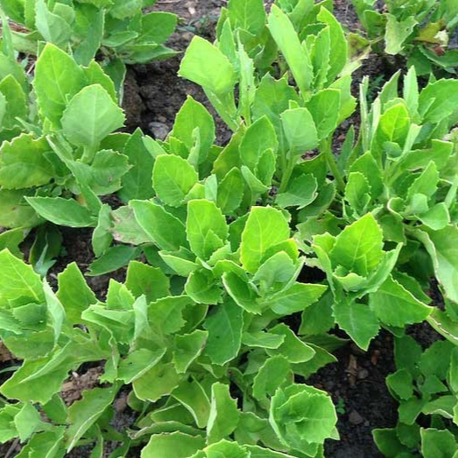 HL- Rau Bớp (Bầu Đất) Giống 05Cây