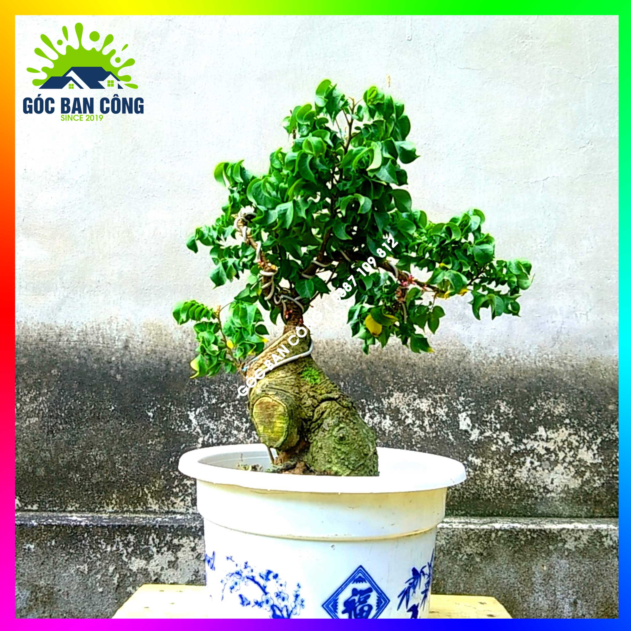 Cây Khế Bonsai Mini Gốc Quái - KBS09