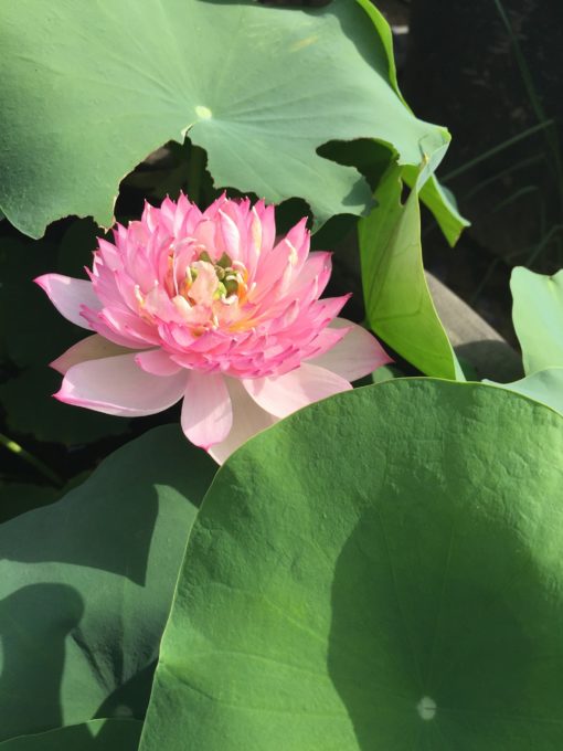 Củ Sen Giống Lucky Pink 1