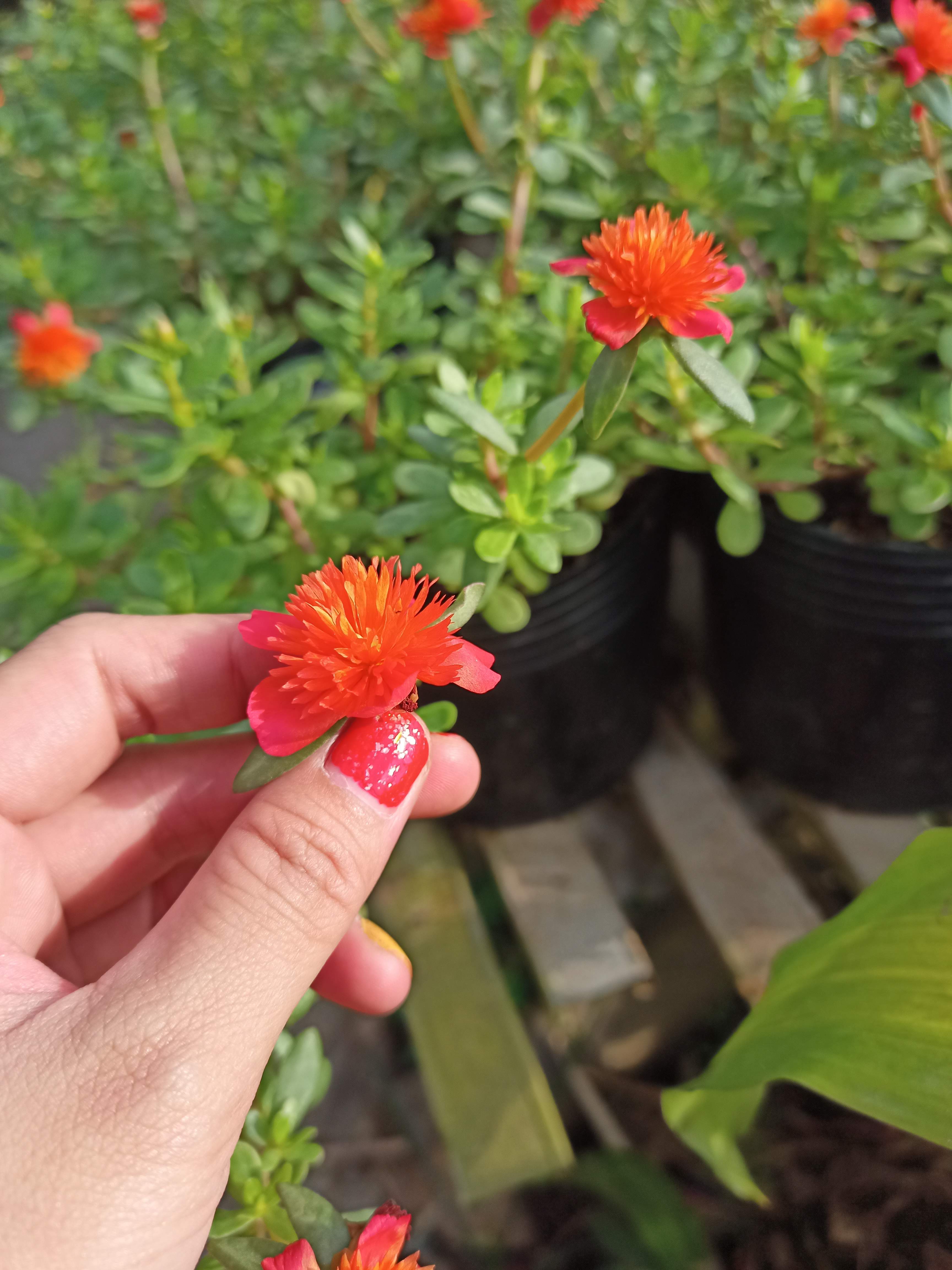 Cây hoa sam thái cam đỏ, cánh kép bầu rễ ổn định giao chậu cây sum cành, sẵn bông và nụ - Summer Garden