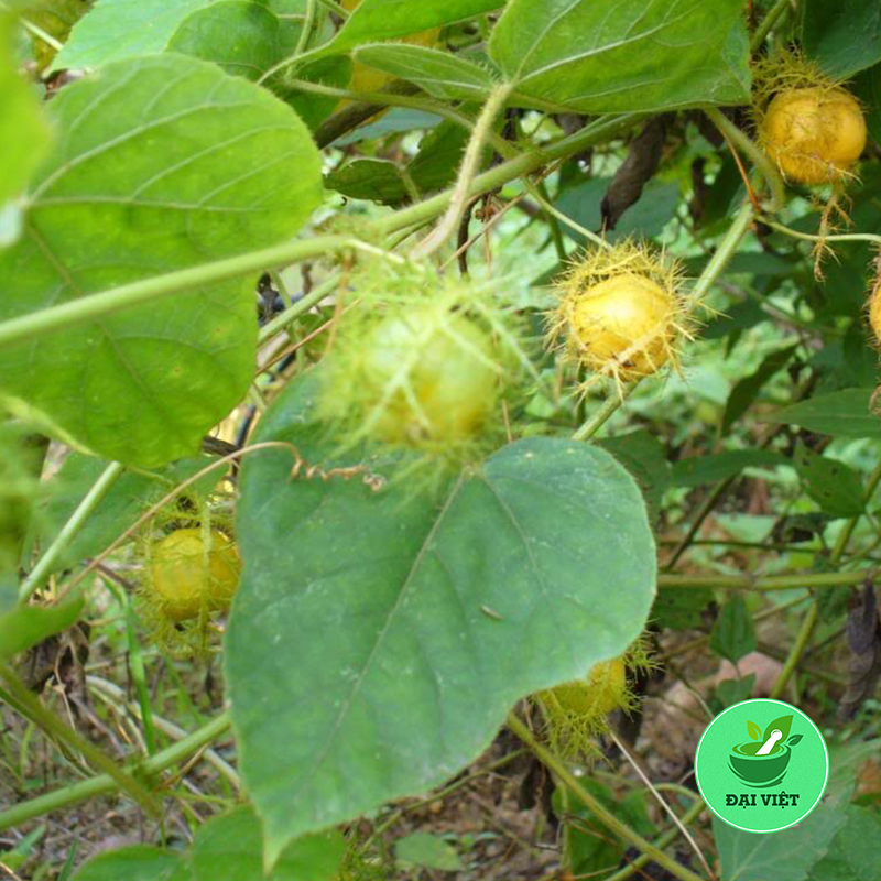 Cây Lạc Tiên khô 1KG - DV078