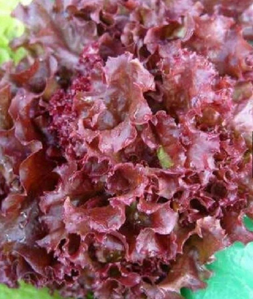 Combo 1 gói Hạt giống XÀ LÁCH XOĂN TÍM, 1 gói kích nảy mầm, 1 gói phân bón nảy chồi ra lá