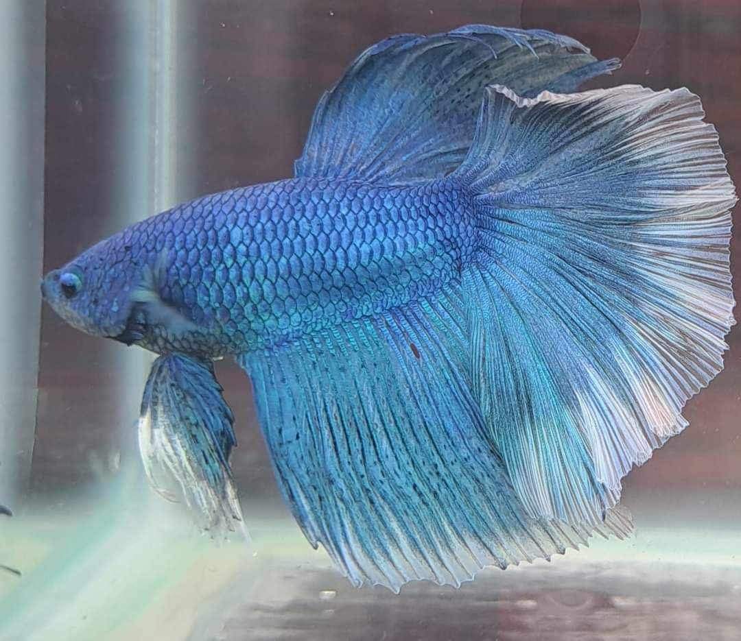 Cá cảnh sỉ lẻ