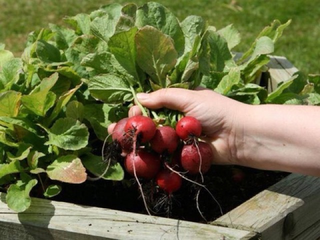 150 Hạt Giống Củ Cải Cherry Đỏ