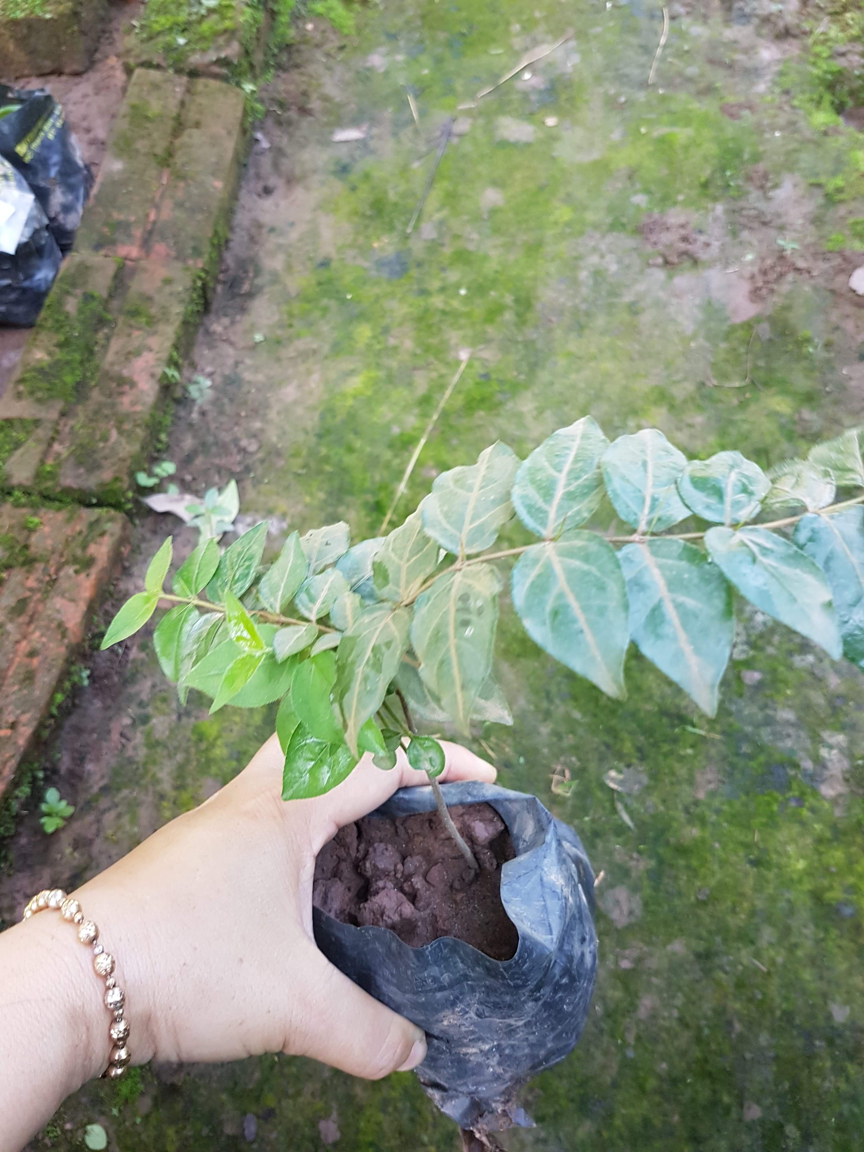 Cây găng làm thạch  - Cây trong bầu