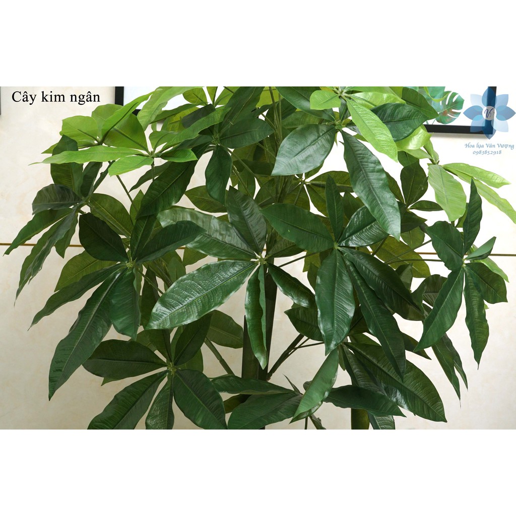 Cây Giả, Cây Kim Ngân Cao 1,5m
