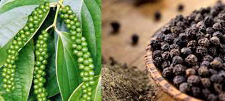 500gr hạt tiêu đen chín đỏ daklak nhà làm 100%