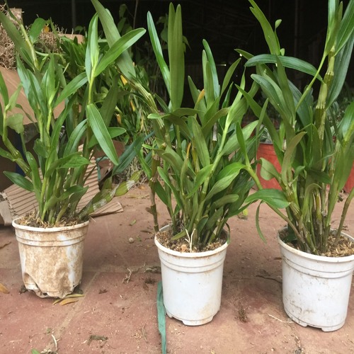 Chậu lan đùi gà hàng thuần lên chậu