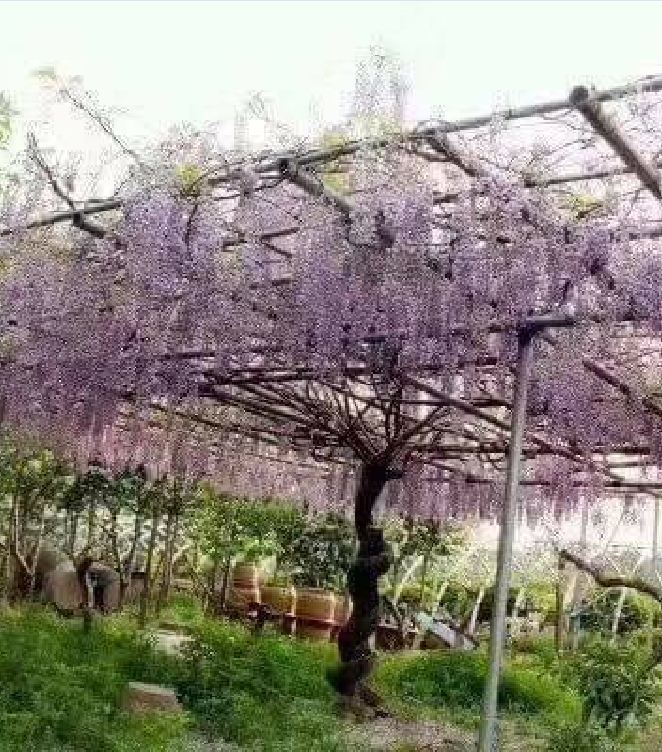 Hạt giống hoa tử đằng mix màu ( gói 5 hạt)
