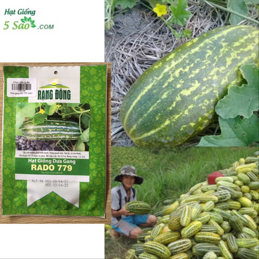 Hạt giống Dưa Gang RĐ 779