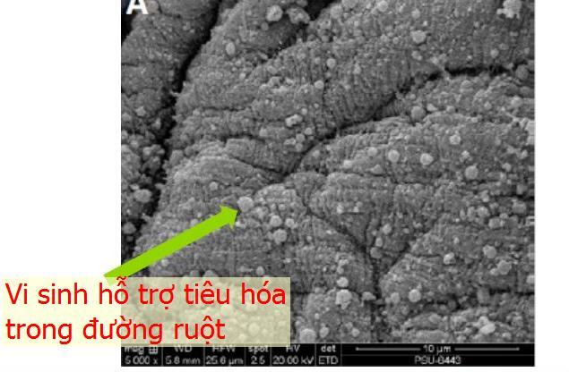 LAVIVA - Thức ăn cao cấp từ Pháp cho betta - Guppy (20g)