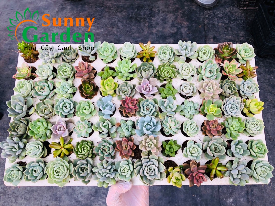 Combo 5 Cây Sen Đá Vĩ Đep Khác Nhau Chọn Ngẫu Nhiên, Cây có kích thước 2-4cm tùy loại  Nằm Trong Bầu Ươm Hoa Cây Cảnh Shop