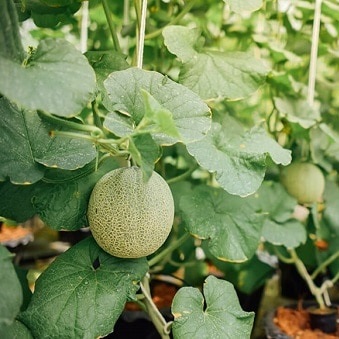 Green Cantaloupe Seeds (Rado 173) 10 seeds package