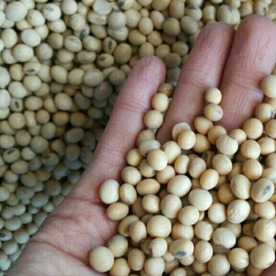 1kg đỗ tương quê nảy mầm tốt