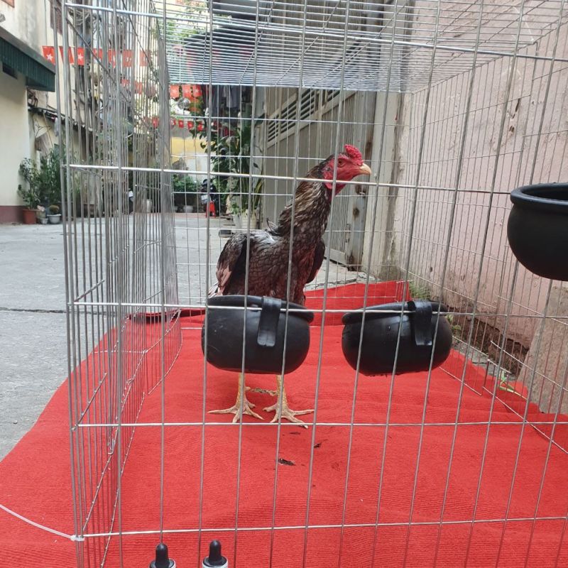 Combo 10 gáo cao su cho gà ăn hoặc uo kngs