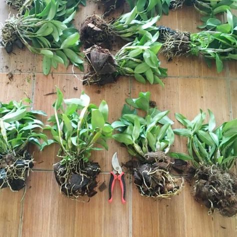 [Giá hủy diệt] kiều trắng lai kiều tím chậu trưởng thành