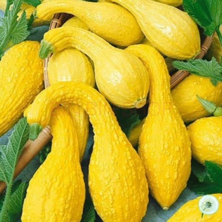 Hạt giống bí thiên nga - gói 5 hạt