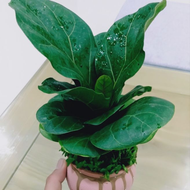 Cây Bàng Singapore mini để bàn