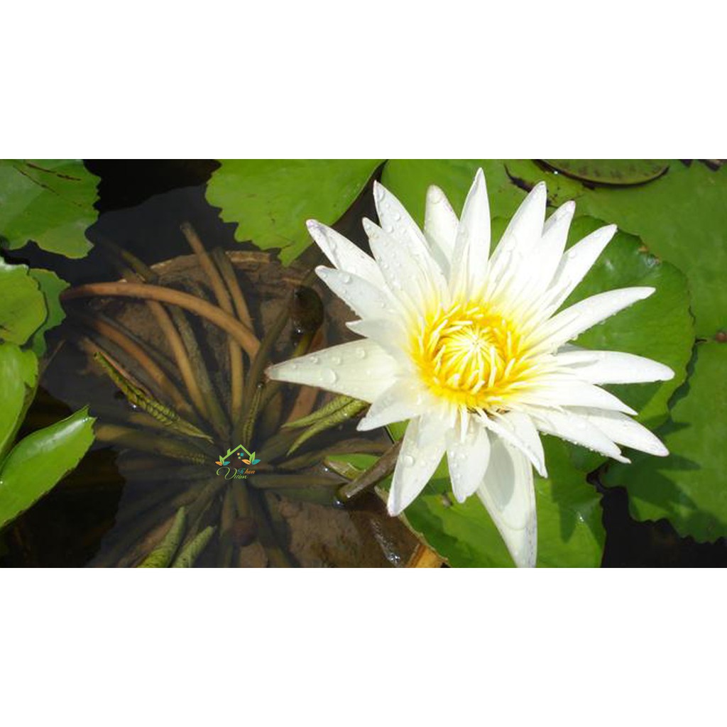 ( RẺ VÔ ĐỊCH)- Cây hoa súng Thái màu trắng