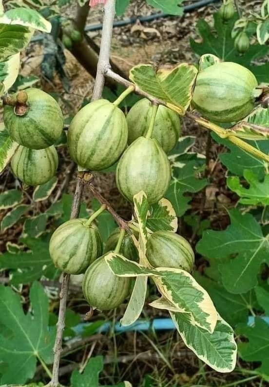 Cây ổi cẩm thạch đẹp mắt, trái thơm, ngọt, ruột hồng- Hoa kiểng Nguyễn Lộc